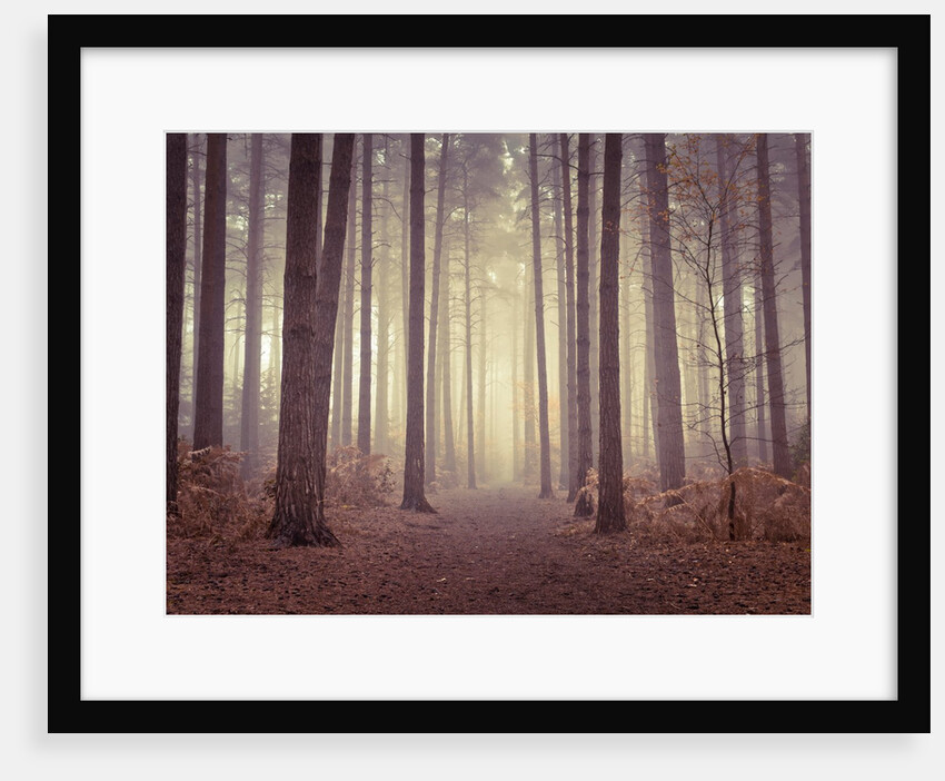 Misty trees by Assaf Frank